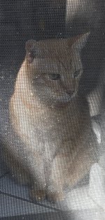 ScreenLucySM.jpg