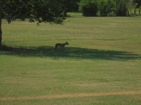 Coyote.jpg