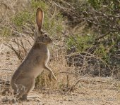 Jack Rabbit.jpg