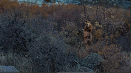 BearShot4.png