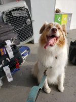 Island Dog.jpeg