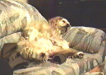 doggone BRANDI.JPG