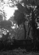 Fog3sm.jpg