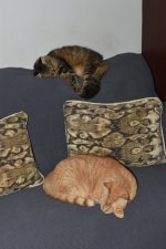 NewCouch.JPG