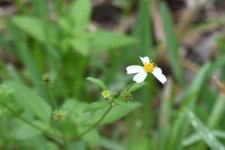 SS2_5199sm.JPG SS2_5199sm.JPG