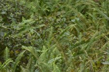 SS2_5201sm.JPG SS2_5201sm.JPG