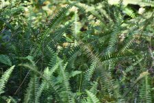 DSC_0304sm.JPG DSC_0304sm.JPG