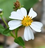 DSC_0387smCrop.JPG