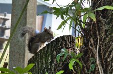 TreeRat2.jpg