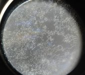 Fungus90.jpg