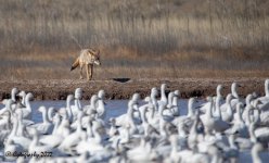 Bosque Del Apache 2022-4222.jpg Bosque Del Apache 2022-4222.jpg