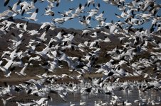 Bosque Del Apache 2022-4255.jpg Bosque Del Apache 2022-4255.jpg