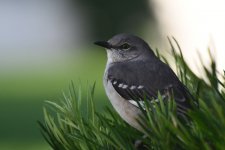 Birdie633sm.JPG Birdie633sm.JPG