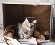 BoxCatsm.jpg