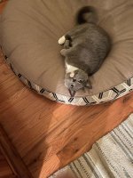 Blue Kitty.jpeg