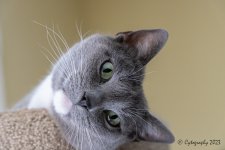 Blue_in_perch-for-web.jpeg