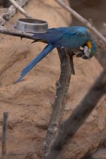 Abq_Zoo_Feb2023-1069.jpg Abq_Zoo_Feb2023-1069.jpg
