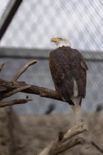 Abq_Zoo_Feb2023-1090.jpg