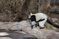 Abq_Zoo_Feb2023-1130.jpg