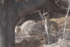 Abq_Zoo_Feb2023-1138.jpg