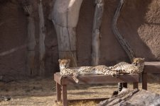 Abq_Zoo_Feb2023-1168.jpg