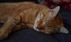 SS5_1160sc.JPG