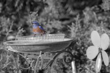 blue_select_color-0276.jpg