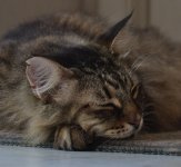 SS5_1682DTcr2.jpg