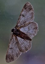 SS2_5947DTcr.jpg