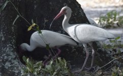 egretsTree.jpg