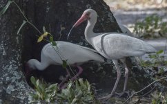 egrets-DeNoiseAI-standard.jpg