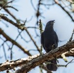 Black Bird Florida-.jpg