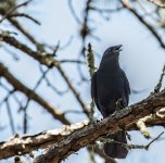 BlackBirdFL.jpg