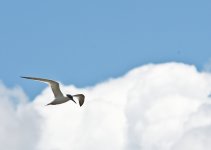 SS5_2471DTcrsc.jpg