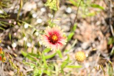 _DSC4474.jpg _DSC4474.jpg