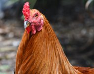 Ybor-city-chick.jpg