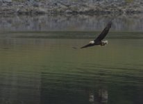 Eagle_Processed-SC.jpg