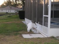 Wood Storks waiting for Frank.JPG