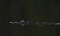 SS5_3632Gcrsc.JPG