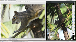 D850_squirrel.png