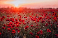 red-poppy-flowers.jpg