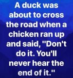duck about to cross the road.jpg
