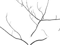 Tree banch in snow Jan 2024 (7).JPG