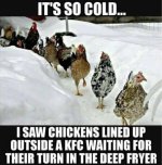 cold chickens.jpg