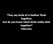 birds of a feather.jpg