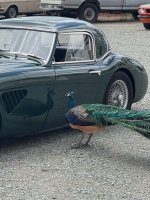 Peacock and Healey.jpg