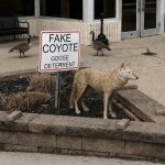 fake coyote.jpg
