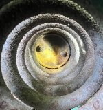 IMG_2345.jpeg
