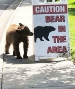 bear in the area.jpg