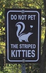 striped kitties.jpg